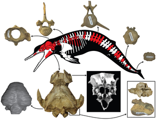 Microcetus New records of the dolphin Albertocetus meffordorum (Odontoceti ...