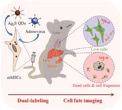 Revealing the Fate of Transplanted Stem Cells In Vivo with a Novel ...