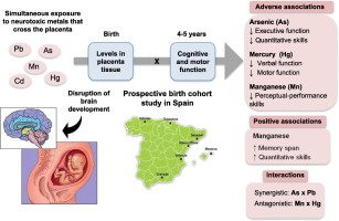 Prenatal co-exposure to neurotoxic metals and neurodevelopment in ...