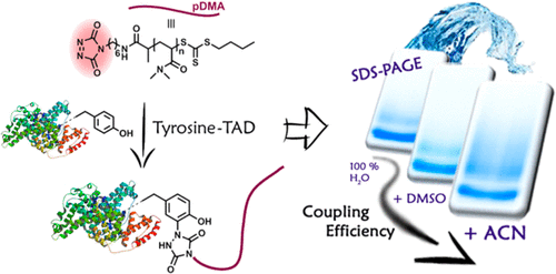 Tyrosine-Triazolinedione Bioconjugation As Site-Selective Protein ...