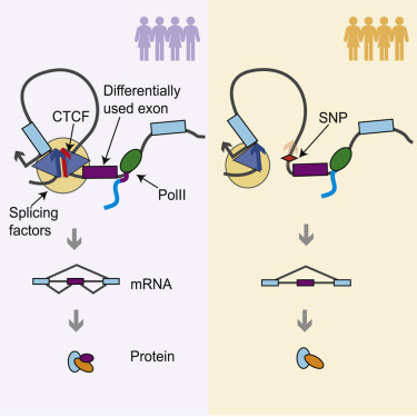 CTCF-Mediated Chromatin Loops between Promoter and Gene Body Regulate ...