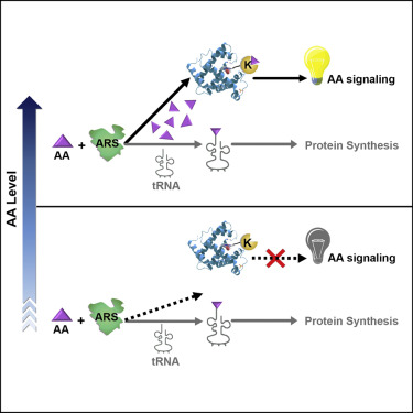 Sensing and Transmitting Intracellular Amino Acid Signals through ...