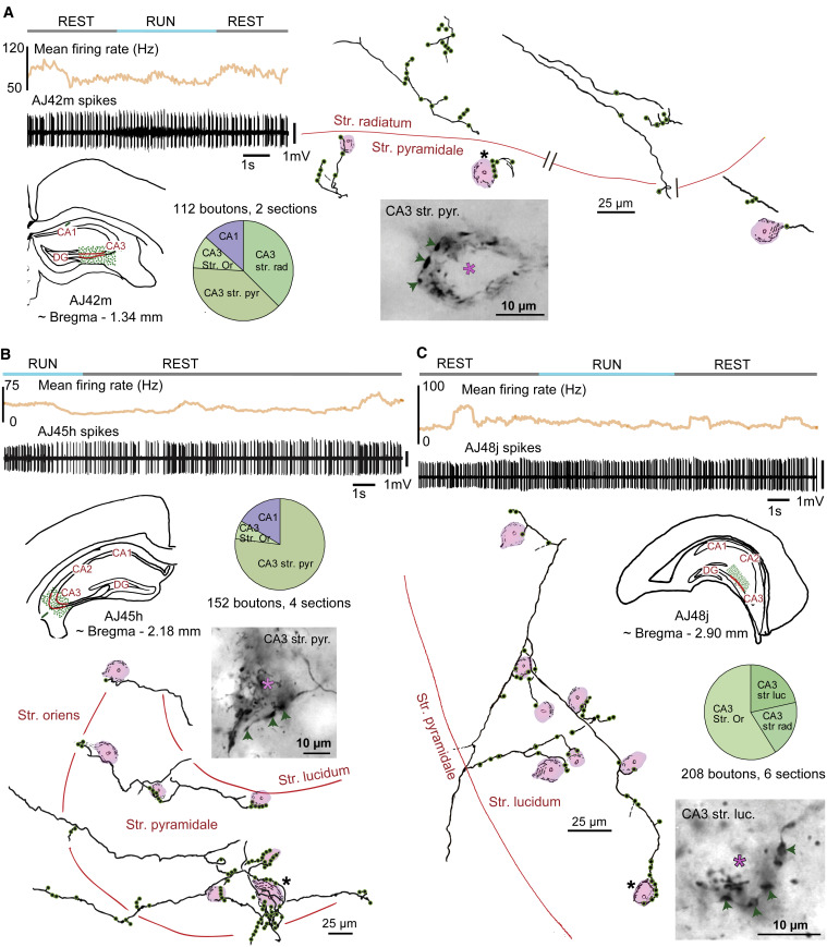 Behavior-Dependent Activity and Synaptic Organization of Septo ...
