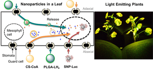 A Nanobionic Light-Emitting Plant,Nano Letters - X-MOL