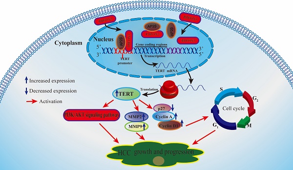 The GRNA-miRNA-gRNA Ternary Cassette Combining CRISPR/Cas9 With RNAi ...