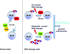 acetylation of blm protein regulates its function in response to dna damage rsc advances x mol