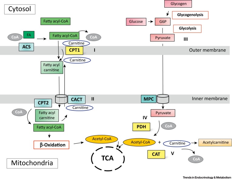 Aerobic exercise online metabolism