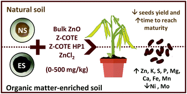 Nutritional Quality Of Bean Seeds Harvested From Plants Grown In Different Soils Amended With Coated And Uncoated Zinc Oxide Nanomaterials Environmental Science Nano X Mol