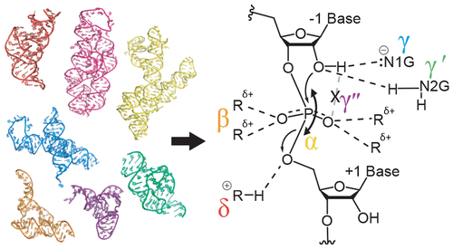 从活性位点的比较分析中阐明小核酶核酶的催化策略。,ACS Catalysis - X-MOL