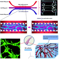 Functional human 3D microvascular networks on a chip to study the ...