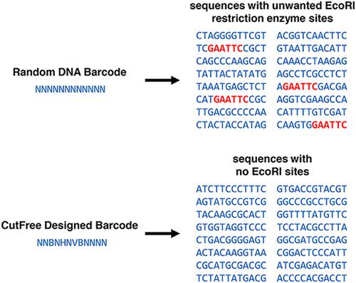 designing randomized dna sequences free