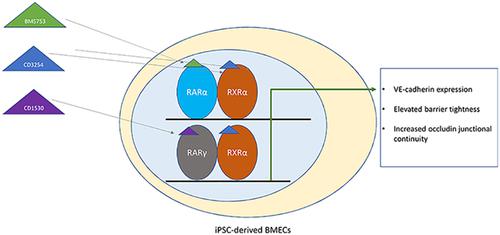 RARα、RARγ 或 RXRα 的激活可增加人诱导多能干细胞来源的脑内皮细胞的屏障紧密度,Biotechnology Journal - X-MOL