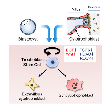 Derivation Of Human Trophoblast Stem Cells.,Cell Stem Cell - X-MOL