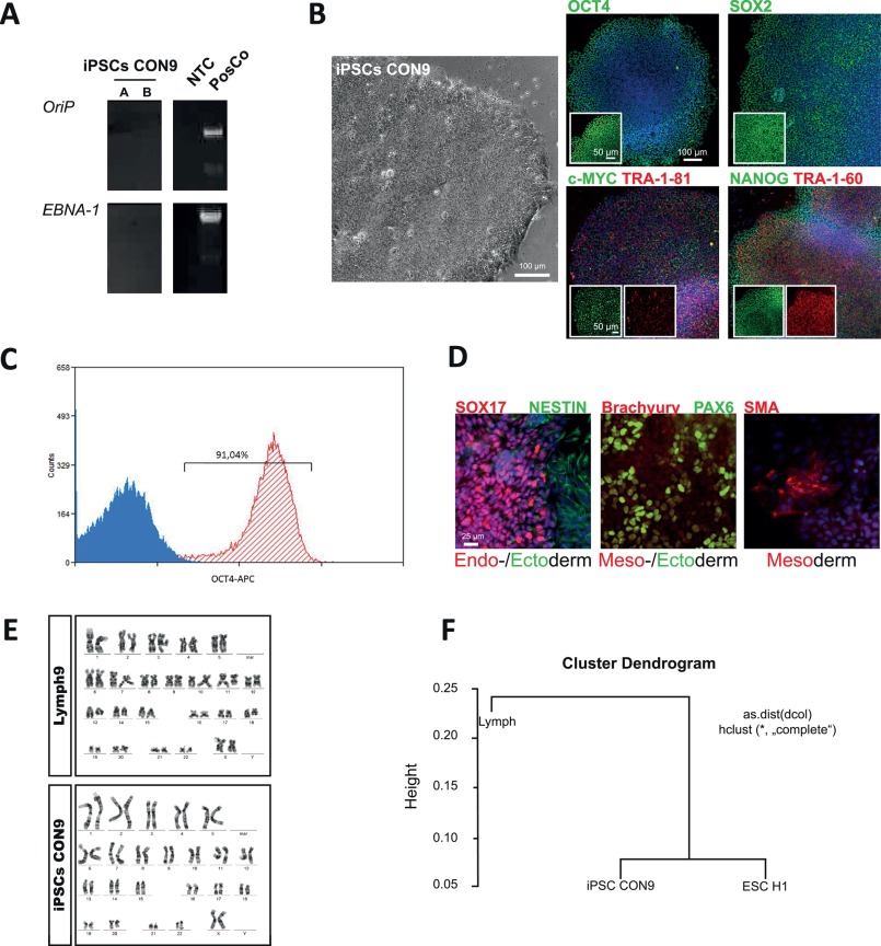 Lymphoblast Derived Integration Free Isrm Con9 Ips Cell Line From A 75 Year Old Female Stem Cell Research X Mol