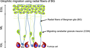 Roles of Cdc42 and Rac in Bergmann glia during cerebellar ...
