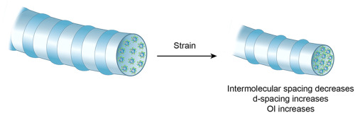 Acellular dermal matrix collagen responds to strain by intermolecular ...