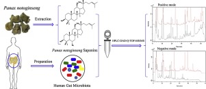 Metabolic analysis of Panax notoginseng saponins with gut microbiota ...