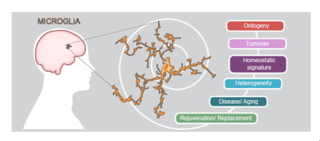 Regulation of Microglia Identity from an Epigenetic and Transcriptomic ...