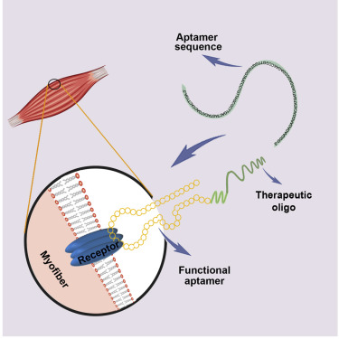 Selection and Identification of Skeletal-Muscle-Targeted RNA Aptamers ...