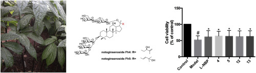 Dammarane-type saponins from the leaves of Panax notoginseng and their ...