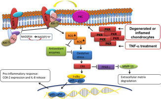 PKR激活导致人类变性关节软骨细胞发炎和分泌MMP-13,Redox Biology - X-MOL