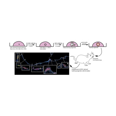 In Vitro Induction and In Vivo Engraftment of Lung Bud Tip Progenitor ...