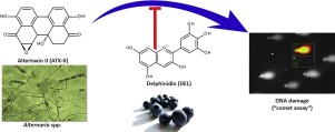 Delphinidin 保护结肠癌细胞免受霉菌毒素altertoxin II 的基因毒性作用,Toxicology Letters - X-MOL