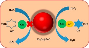 A novel Hg(II) sensor based on Fe 3 O 4 @ZnO nanocomposite as ...