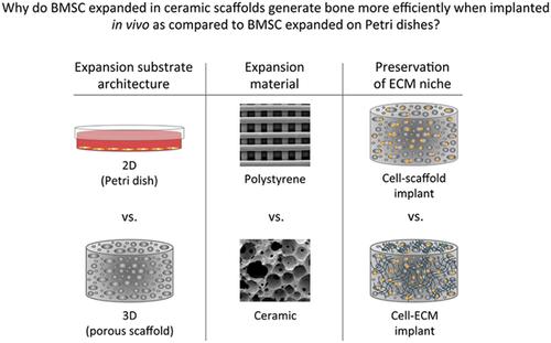 Expansion of Bone Marrow Mesenchymal Stromal Cells in Perfused 3D ...