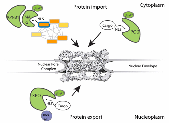Landscape of nuclear transport receptor cargo specificity.,Molecular ...