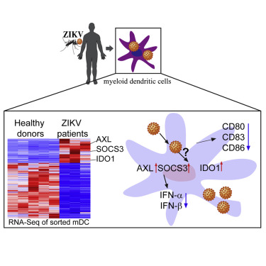 Transcriptional Changes during Naturally Acquired Zika Virus Infection ...