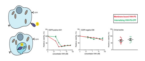 The effect of subcellular localization on the efficiency of EGFR ...