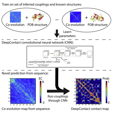 Enhancing Evolutionary Couplings with Deep Convolutional Neural ...