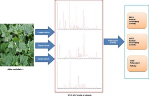 Chemical Profiling Of Malva Verticillata L By Uplc Q Tof Mse And Their Antioxidant Activity In Vitro Journal Of Pharmaceutical And Biomedical Analysis X Mol
