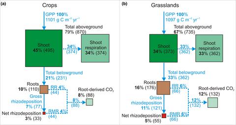 Carbon input by roots into the soil: Quantification of rhizodeposition ...