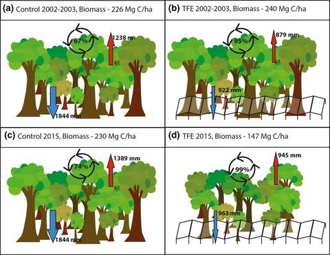 林分动态调节干旱热带森林的水循环和死亡风险,Global Change Biology - X-MOL