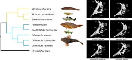 Molecular Systematics And Phylogenetic Analysis Of The Asian Endemic ...