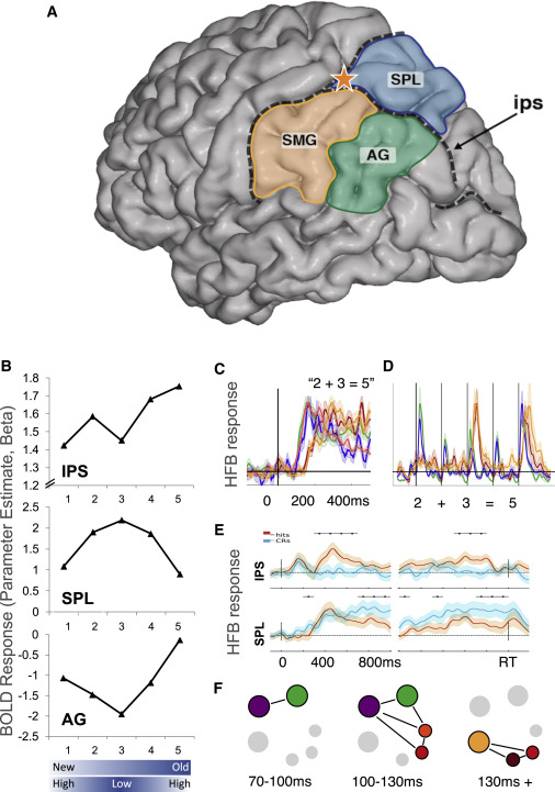 Memory, Numbers, and Action Decision in Human Posterior Parietal Cortex ...