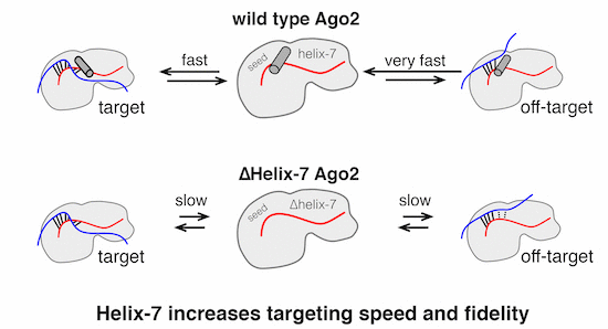 Helix 7 In Argonaute2 Shapes The Microrna Seed Region For Rapid Target Recognition The Embo Journal X Mol