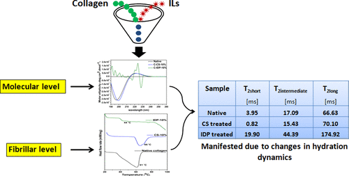 Impact of Ionic Liquids on the Structure and Dynamics of Collagen,The ...