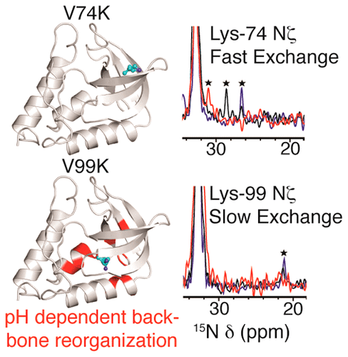 Anomalous Properties of Lys Residues Buried in the Hydrophobic Interior ...