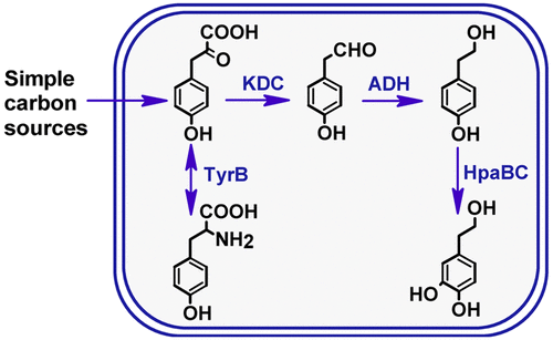 Establishing An Artificial Pathway For Efficient Biosynthesis Of ...