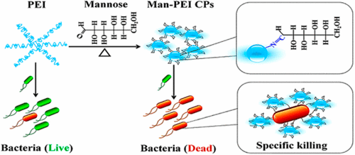 Mannose Modificated Polyethylenimine A Specific And Effective Antibacterial Agent Against Escherichia Coli Langmuir X Mol