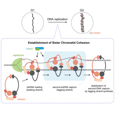 Cohesion Rings Establishment of DNA-DNA Interactions by the Cohesin Ring.,Cell - X-MOL