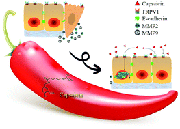 Capsaicin inhibits the metastasis of human papillary thyroid carcinoma ...