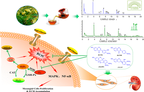 Rapid Analysis And Guided Isolation Of Astragalus Isoflavonoids By Uhplc Dad Msn And Their Cellular Antioxidant Defense On High Glucose Induced Mesangial Cell Dysfunction Journal Of Agricultural And Food Chemistry X Mol