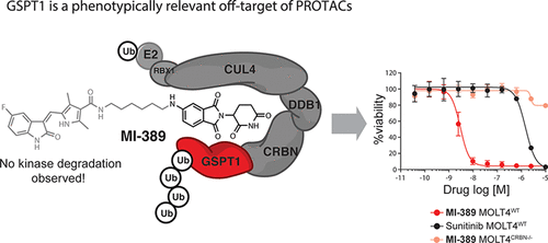 Translation Termination Factor Gspt1 Is A Phenotypically Relevant Off Target Of Heterobifunctional Phthalimide Degraders Acs Chemical Biology X Mol