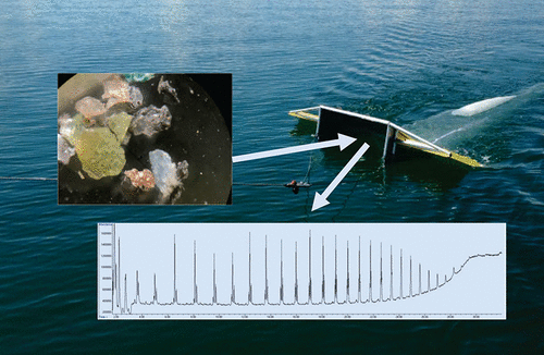 Microplastic Abundance and Composition in Western Lake Superior As ...
