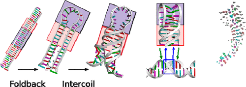 Construction of Foldback Intercoil DNA Nanostructures and Analysis of ...