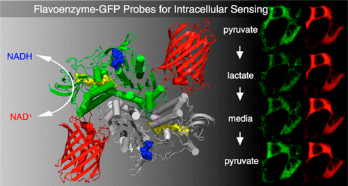 Designing Flavoprotein-GFP Fusion Probes For Analyte-Specific ...